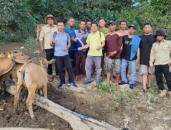 Dua Kelompok Tani Peroleh Bantuan Sapi, Hasil Program Pokir Dewan