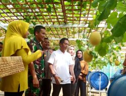 Pj Bupati Barito Utara dan Unsur FKPD Laksanakan Panen Perdana Bersama Buah Melon di Lahan Kodim 1013