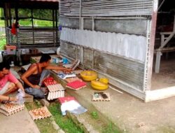UPT Balai Pembibitan Ternak Distan Barut Kembangkan Usaha Ternak Ayam Ras Petelur