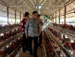 Pj Bupati Muhlis Tinjau Peternakan Ayam Petelur Perusda Batara Membangun