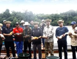 Pj Bupati Hermon Panen dan Penebaran Benih Ikan Bersama Masyarakat Mura