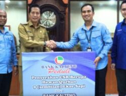 PT Bank Kalteng Cabang Muara Teweh Serahkan 9 Ekor Sapi Qurban