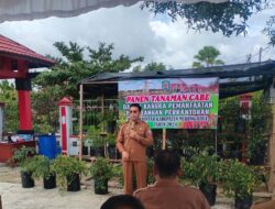 Pj Bupati Murung Raya Panen Perdana Tanaman Cabai