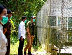 Pj Bupati Kunjungan Konservasi dan Tempat Rehabilitasi Satwa Liar Endemik Kalimantan di camp Yayasan Kalaweit Indonesia