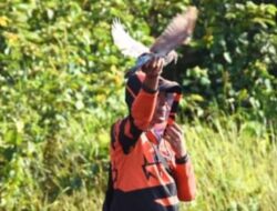 Lomba Merpati Kolong Tingkat Nasional Tahun 2024 Diselenggarakan di Barito Utara