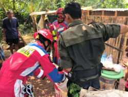 Damkarmat Barut Berhasil Evakuasi Ular Piton di Kandang Ternak Warga