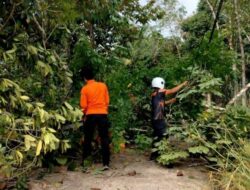 TRC Pusdalops BPBD Barut dan PLN Tangani Pohon Tumbang
