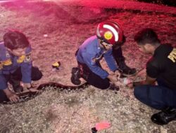 Ular Piton Berukuran 4 Meter Berhasil Diamankan Disdamkarmat Barut di Halaman Rumah Warga