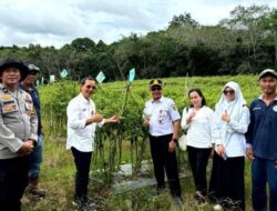 DKPP Barut Dorong Program P2L Gna Stabilkan Harga Cabai Rawit