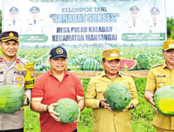 Waket I DPRD Kapuas Panen Semangka Bersama Bupati, Dorong Penguatan Dukungan untuk Petani