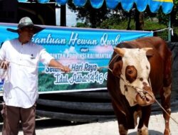 Sekda Barito Utara Terima 30 Ekor Sapi Qurban Pemprov Kalteng