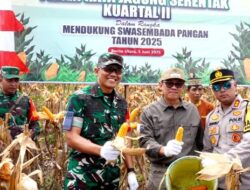 Pj Bupati Barito Utara Panen Raya Jagung Bersama di Desa Mampuak I