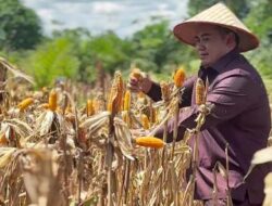DPRD Kapuas Dukung Panen Jagung Serentak sebagai Langkah Nyata Ketahanan Pangan