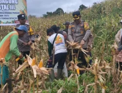 Polres Barito Utara Kawal Panen Jagung Tahap III di Sei Rahayu I