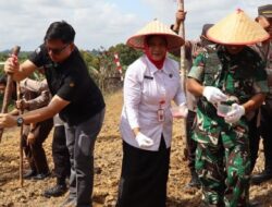 Barito Utara Gelar Tanam Jagung Serentak, Dukung Swasembada Pangan Nasional