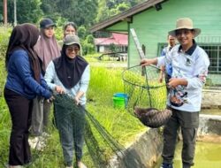 Barito Utara Genjot Ketahanan Pangan Melalui Panen Bibit Ikan Lokal
