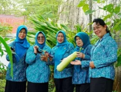 Hj. Maya Savitri Pimpin Pemanenan Hasil Kebun TP PKK Barito Utara, Dorong Ketahanan Pangan Keluarga