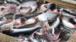 Gerakan Pangan Murah Barito Utara Juga Jual Ikan Patin Lokal dengan Harga Terjangkau