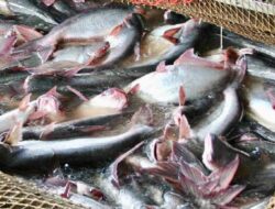Gerakan Pangan Murah Barito Utara Juga Jual Ikan Patin Lokal dengan Harga Terjangkau