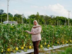 TP PKK Barito Utara Tinjau Budidaya Golden Melon di Desa Trahean