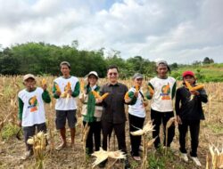 Dukung Sektor Pertanian, DPRD Barito Utara Apresiasi Panen Jagung Hibrida di Kelurahan Melayu