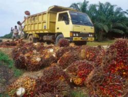 Dorong Industri Sawit Barito Utara, Bukan Sekadar Hasilkan Bahan Mentah
